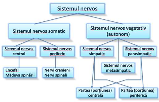 sistem nervos